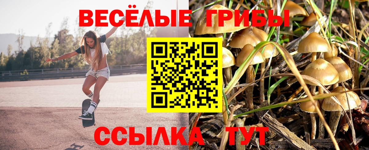 Галлюциногенные грибы Psilocybine cubensis Междуреченск